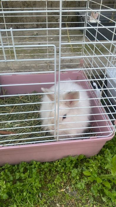 Декоративный кролик