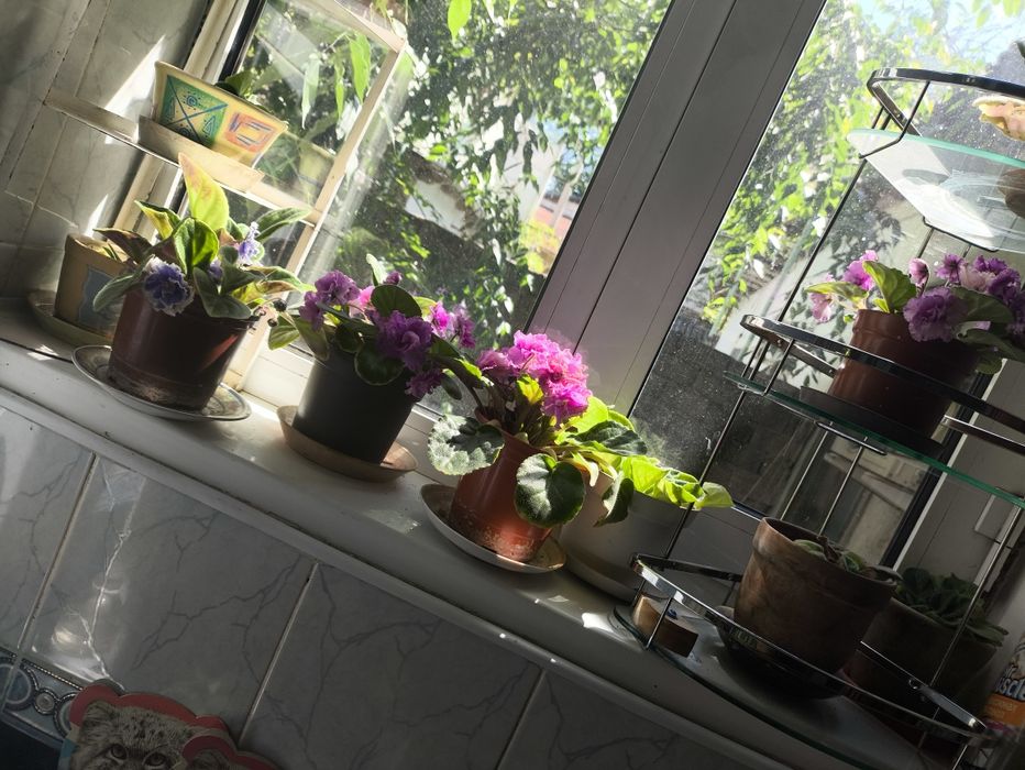 Фиалки , домашние цветы