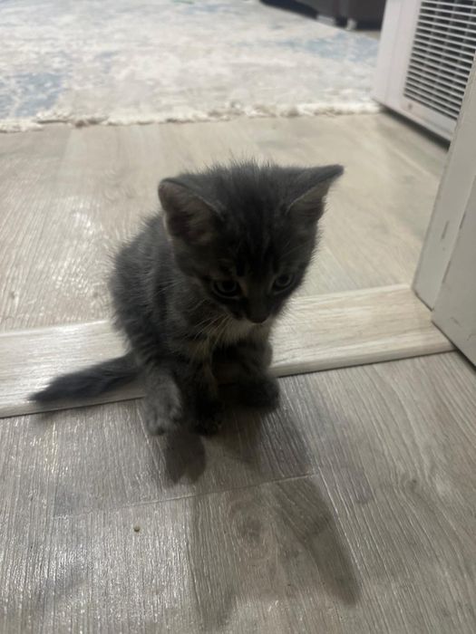 Котята британские смесь