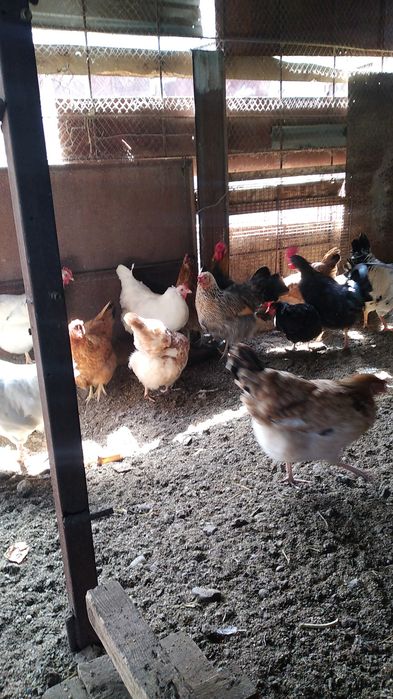 Курицы молодые и красивые