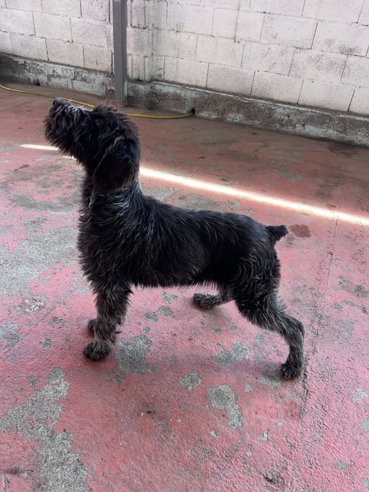 Щенок  Дратхаара