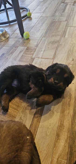 Тибетски мастиф с родословие