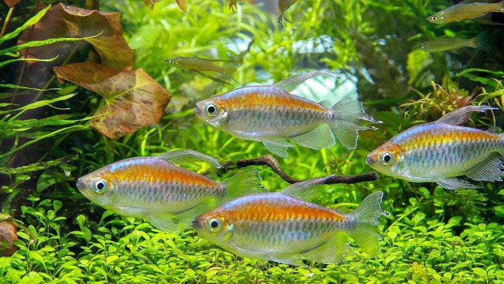 Тетра Конго в Аква-Зоо Салоне “Посейдон”