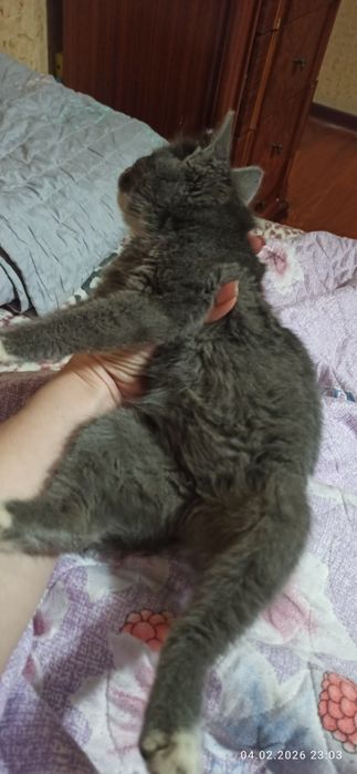 Красивая дымчатая девочка!