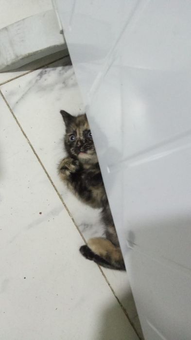 Кошечка бесплатно