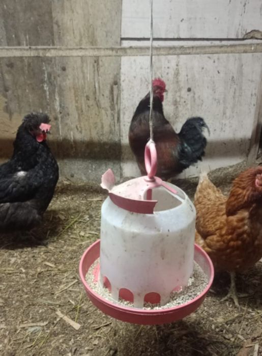 Продам курица и питуха 2+1