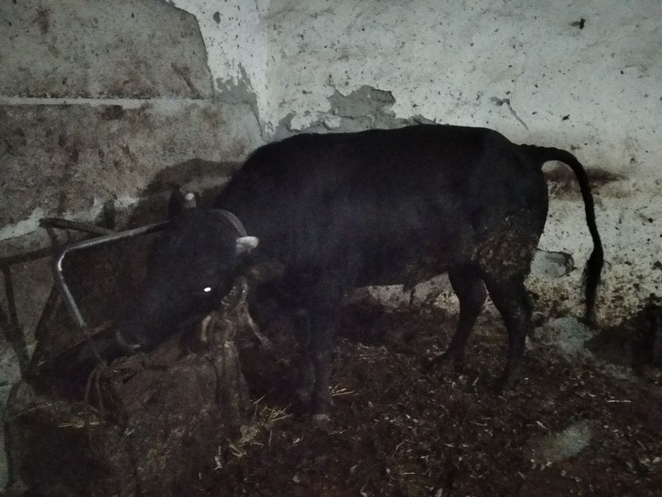 йемланган мол дехкончилик