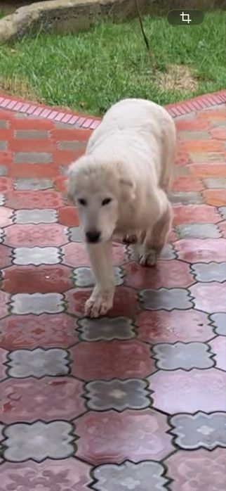 Алабай сао төбет