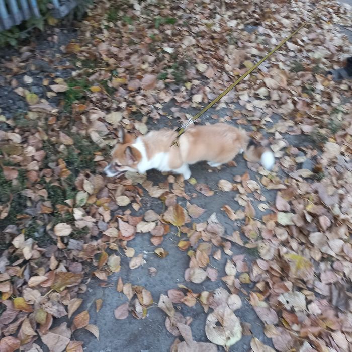 Срочно ищем жениха для корги