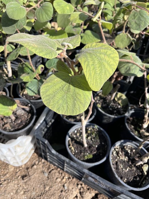 Киви в контейнер