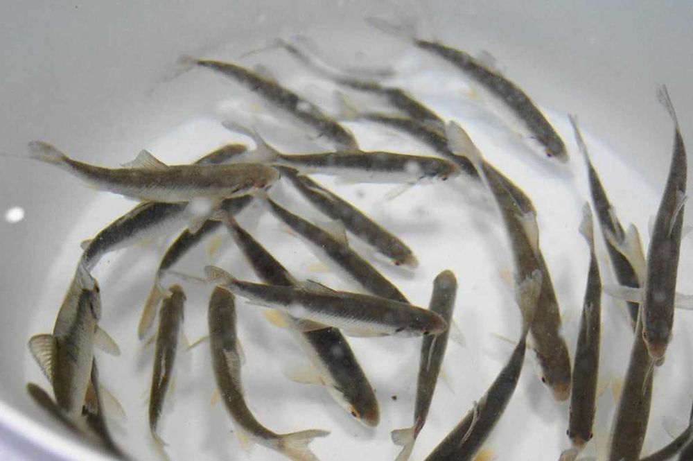 Чебак малёк для рыбалки