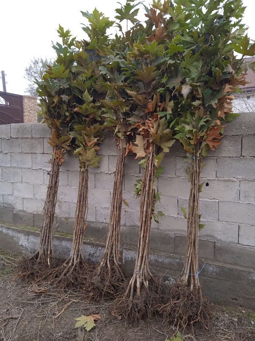 Чинор кучатлари сотилади