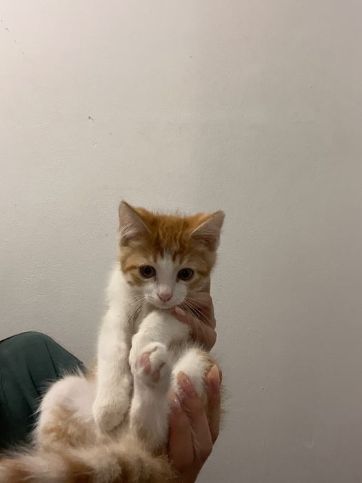 Котята здоровые,ласковые