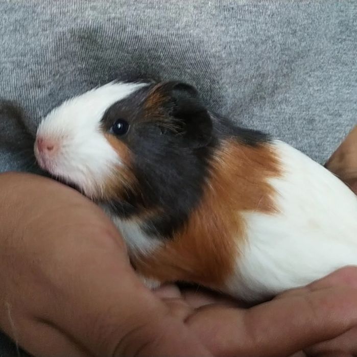 Морские свинки добродушные животные домашние