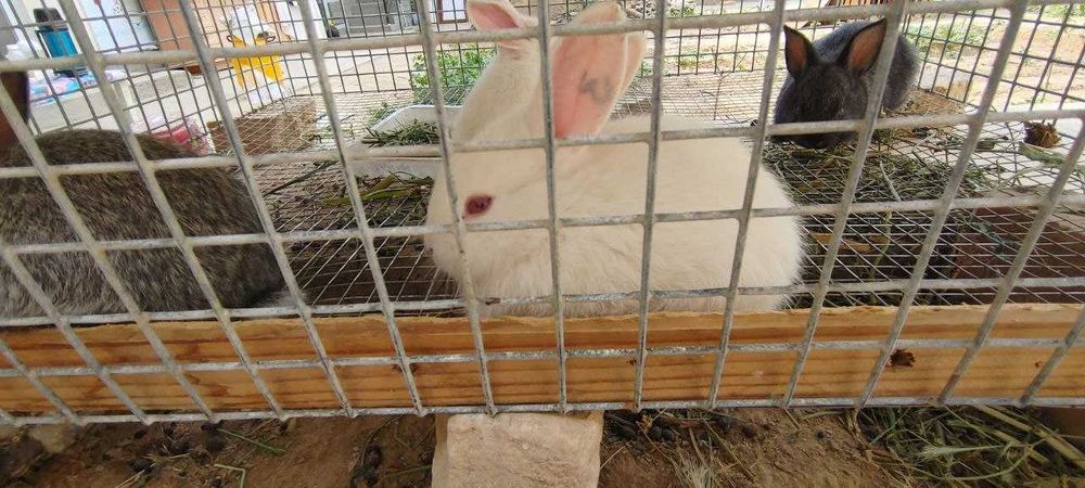 Қуён болалари сотилади. 35 000 дан 100 000 гача.