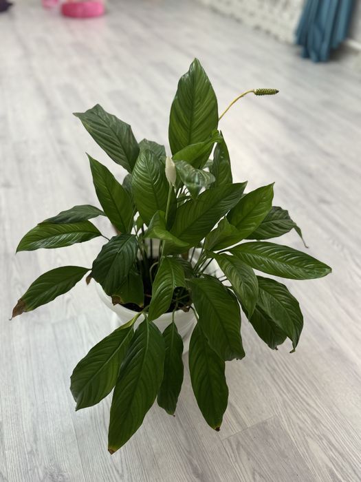 Женский счастье  2 фото