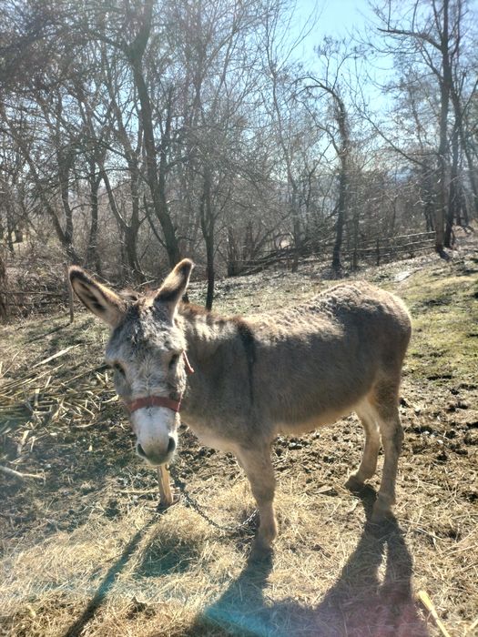 Vând taur,vaca,junice și măgar