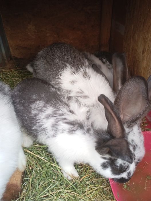 Продаются крольчата