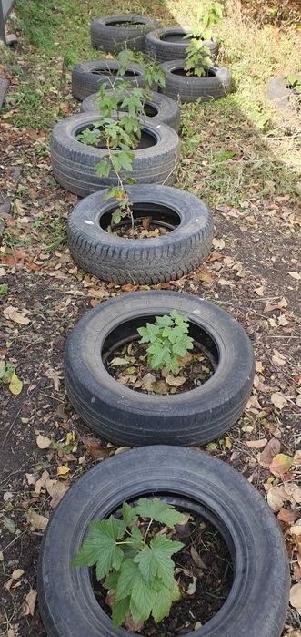 Продам саженцы чёрной смородины.