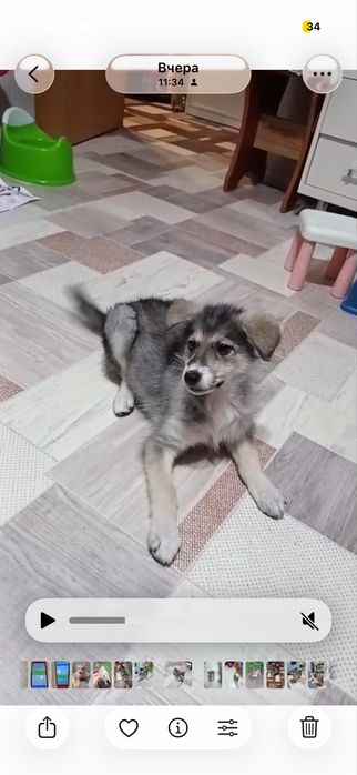 Ищет дом щенок девочка