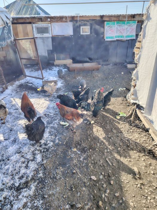 Продам петухов молодых