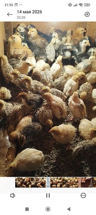 На продажу перепелята 14 дней!