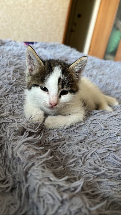 Котенок в добрые руки