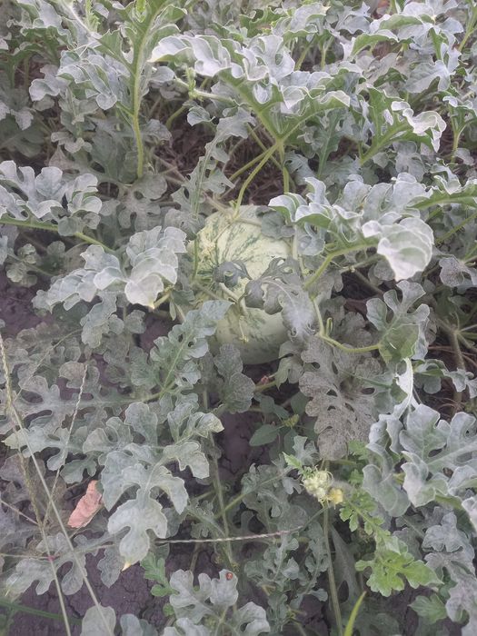 Тарвуз ачик абужахил