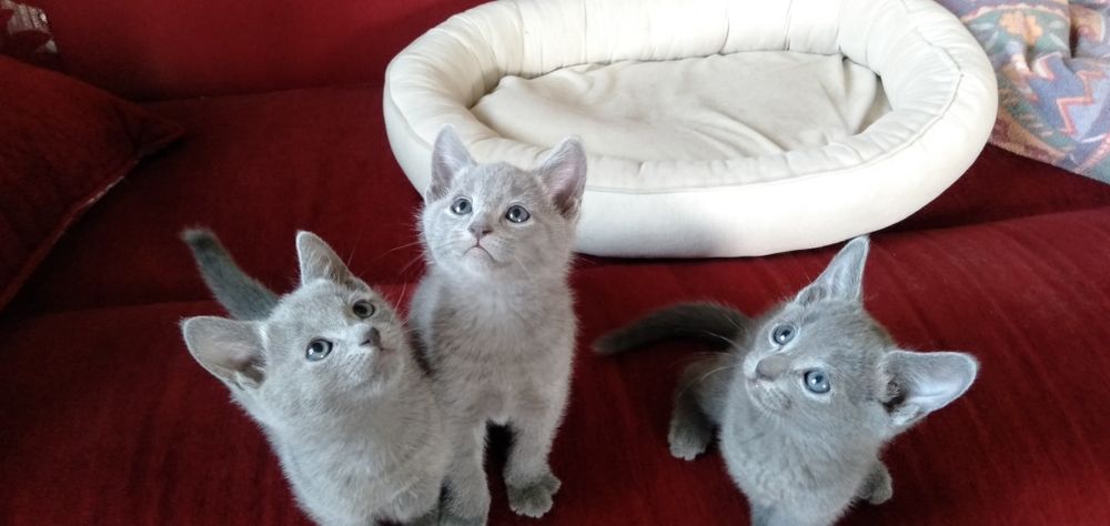 Замечательные котята РУССКОЙ ГОЛУБОЙ