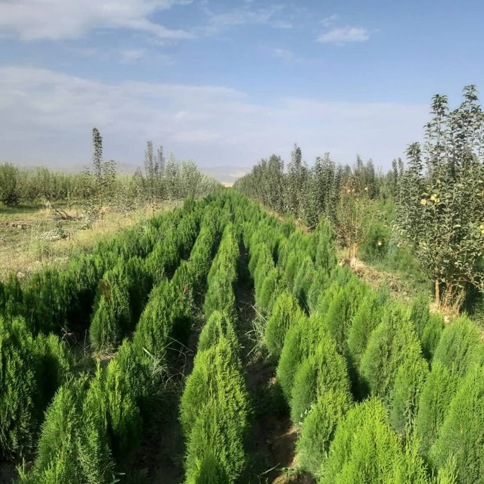 Голубая Ель и Ассорти