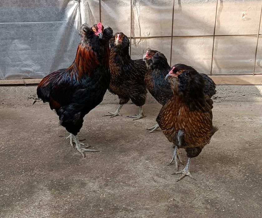 Oua  incubat  araucana