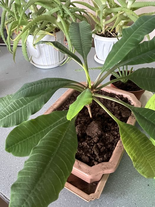 Домашние цветы в горшках