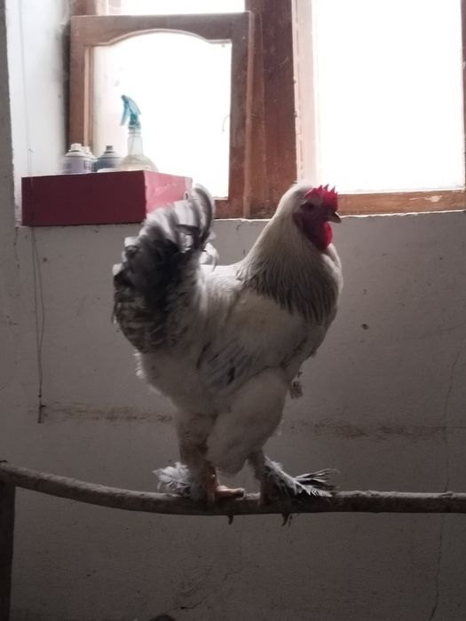 Продам петухи  брама