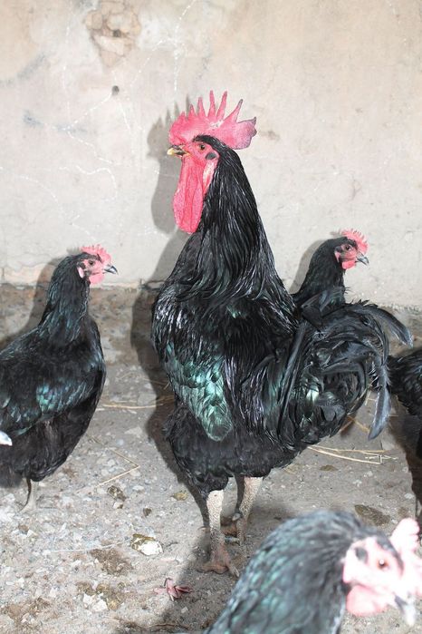 Gigant Qora Shaxzoda tuxumi