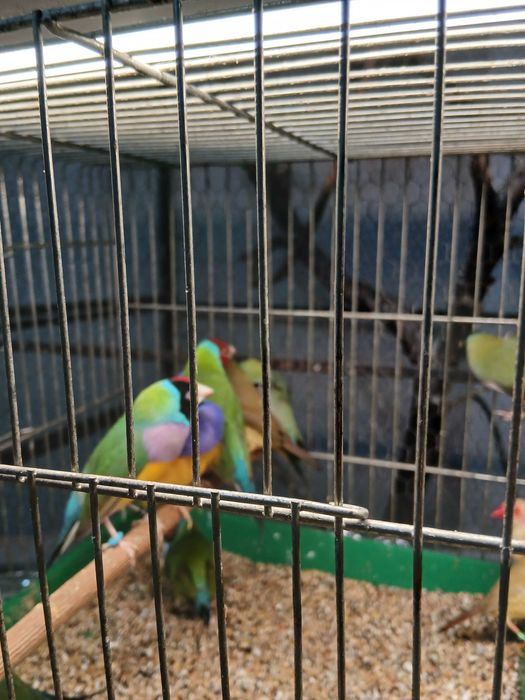 Продавам гулдови папагалови и други амадини