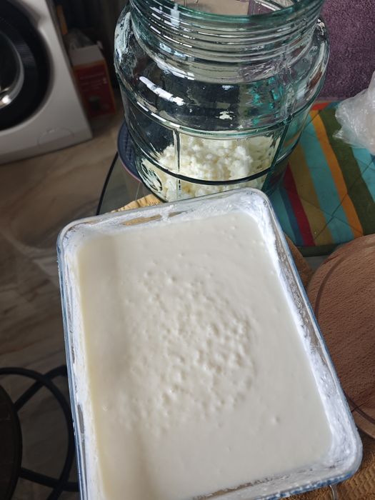 Kefir ciuperca vie