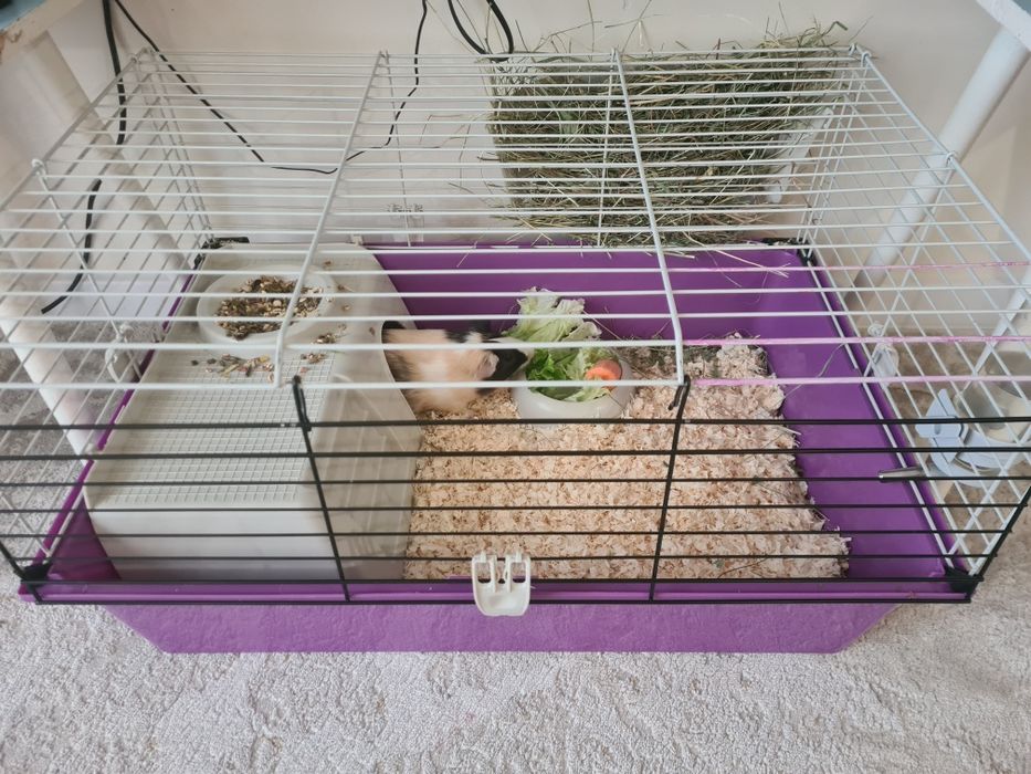 Продам морскую свинку с клеткой