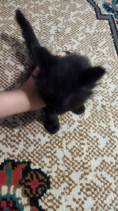 Demi Murning yalangoch fotosuratlari