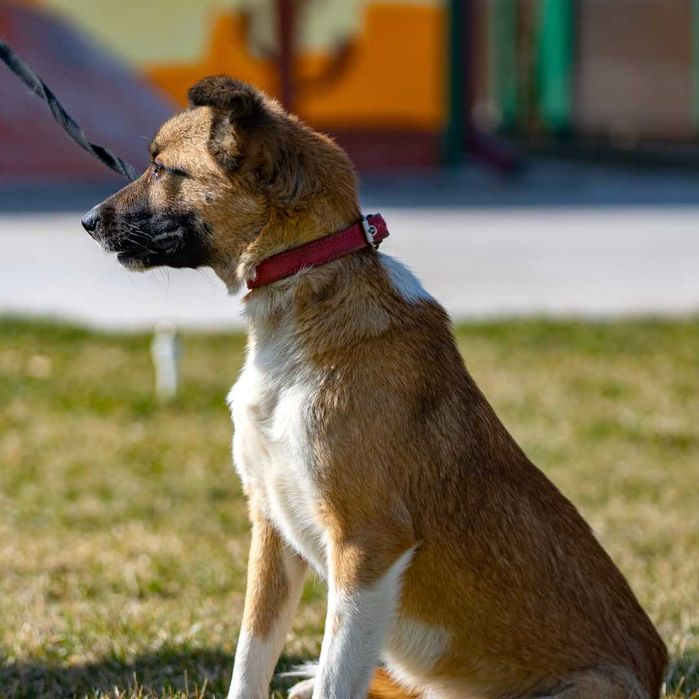 Собачка (4 года) в добрые руки