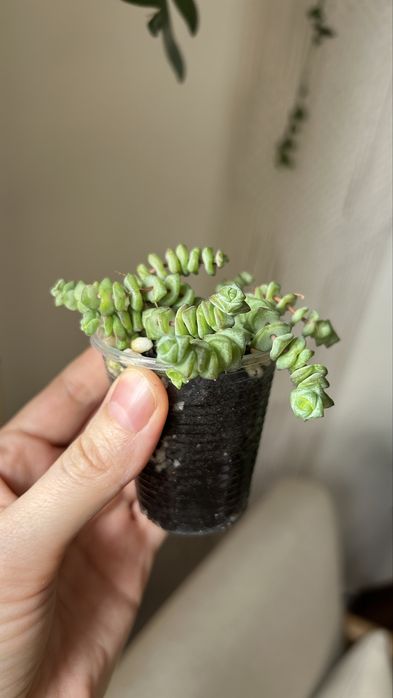 Крассула хоттентот