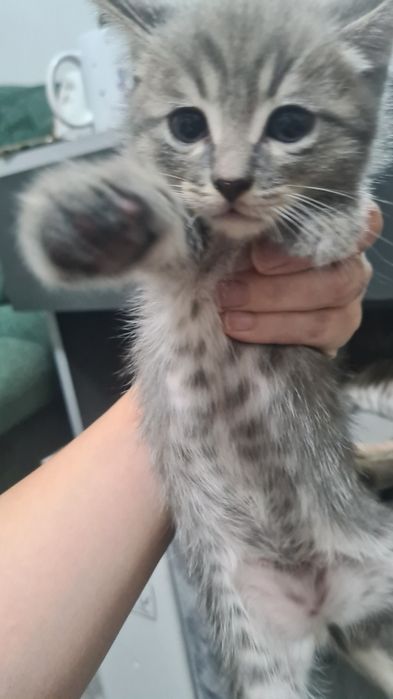 Отдам котят в добрые руки
