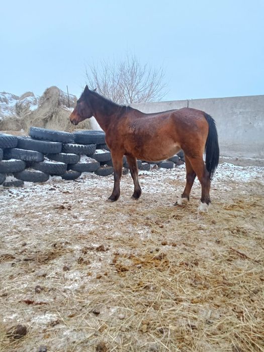 Продам кобыл жерёбые