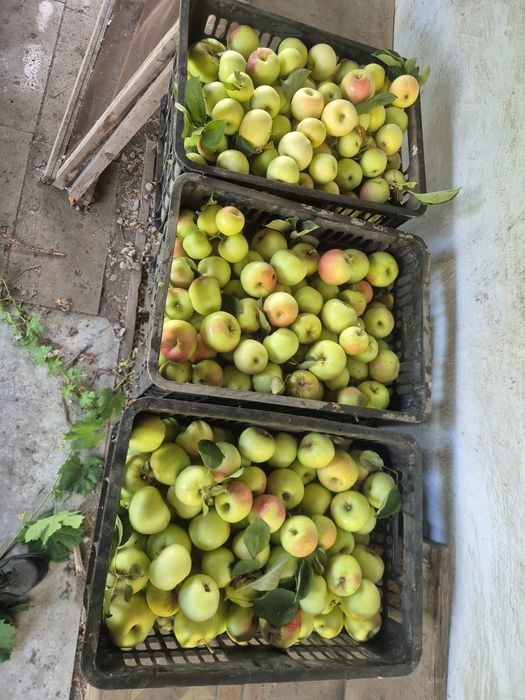 Продам летние яблоки