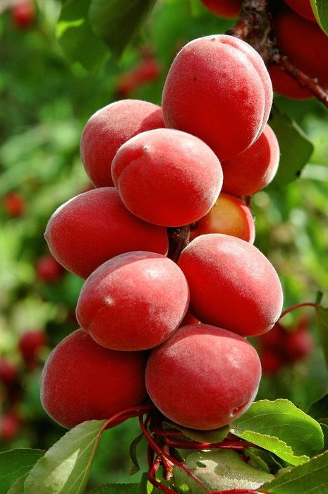 Cais (Cireașa Sunrosso ) la ghiveci
