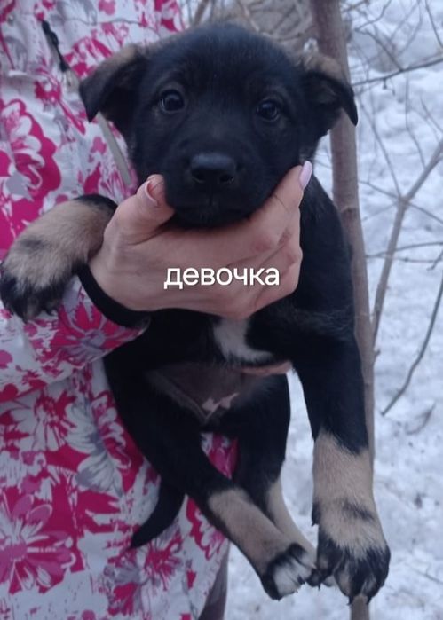 Отдам щенка-девочка