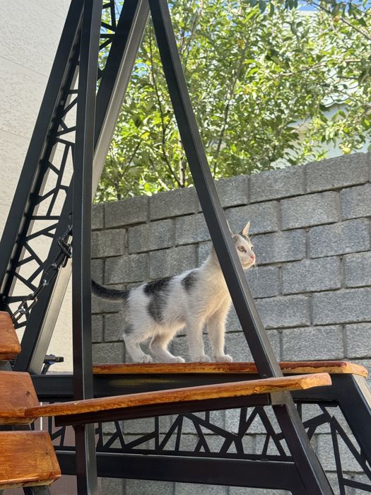 Котенок маленький