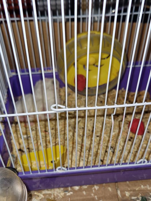 Hamsteri cu cusca