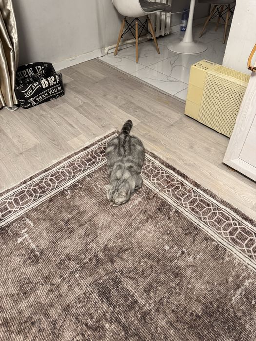 Британский-шиншила кот