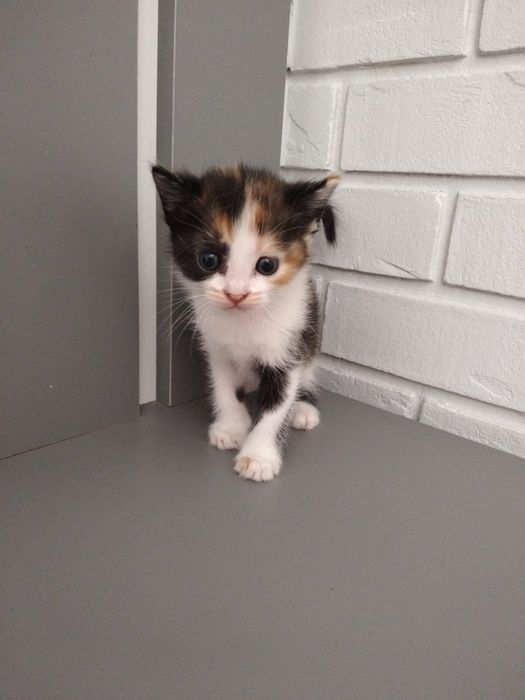 Отдам котят в добрые руки