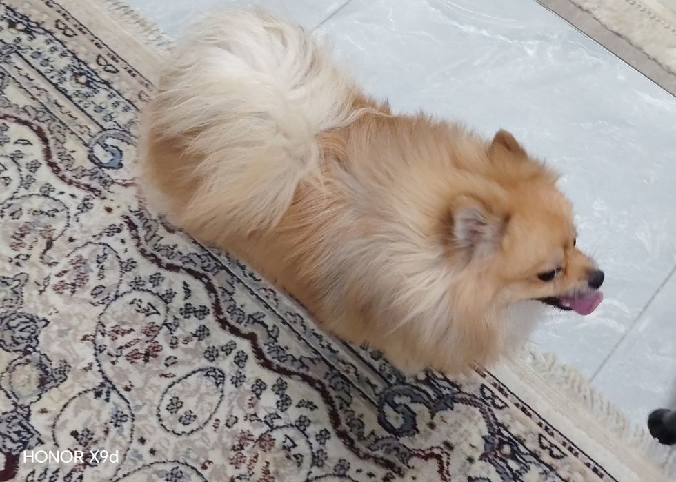 Продам померанского шпица